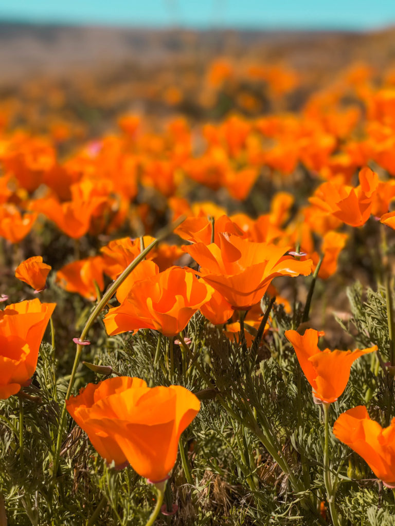 How to see California's Superbloom – from California to Italy by Corey Marshall