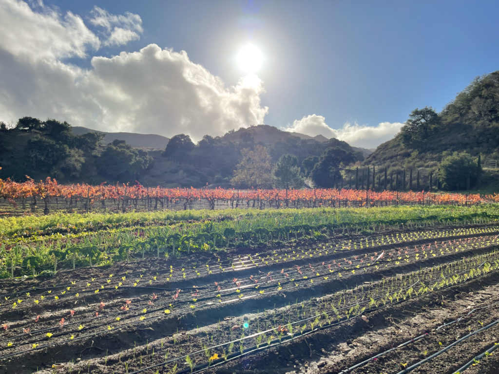 Why you need to visit Vega Vineyard and Farm