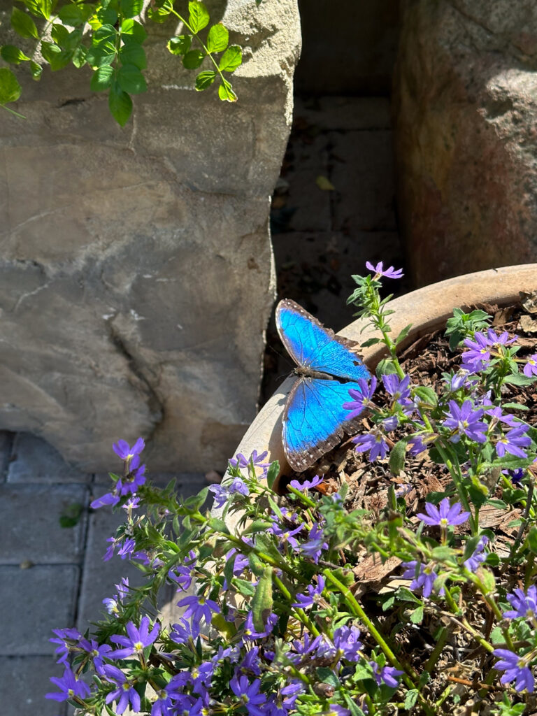 The Ultimate 3-Day Santa Barbara Itinerary – Santa Barbara Museum of Natural History, Butterflies Alive!