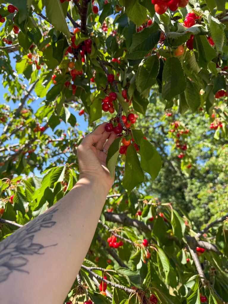 Where you need to stay in Le Marche Italy • Tenuta Santi Giacomo e Filippo, organice cherry trees