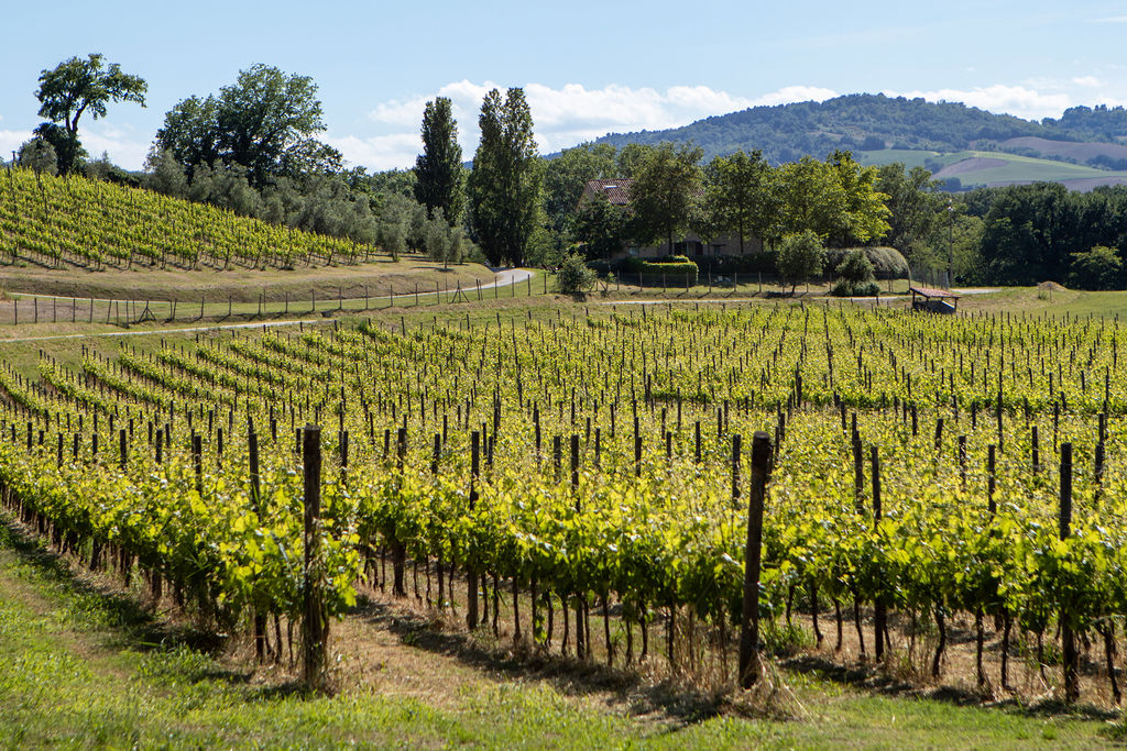 Dreaming of a destination wedding? Organic Vineyard – from California to Italy