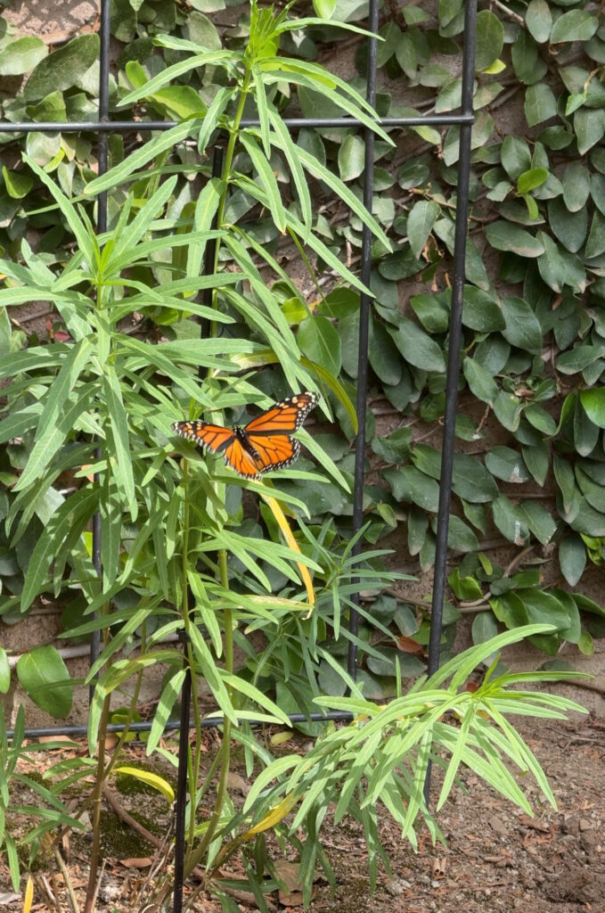 How to start a stunning native pollinator garden + plant list